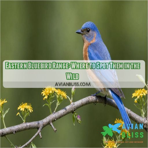 eastern bluebird range