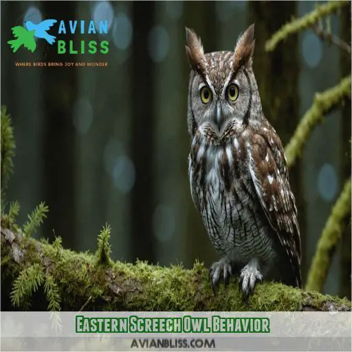 Eastern Screech Owl Behavior