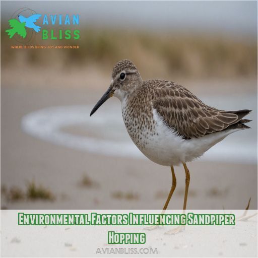 Environmental Factors Influencing Sandpiper Hopping