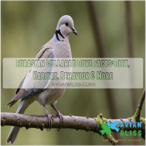 eurasian collared dove