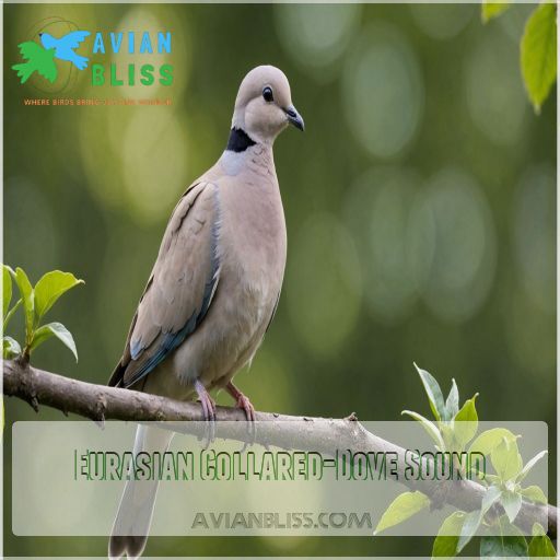 Eurasian Collared-Dove Sound