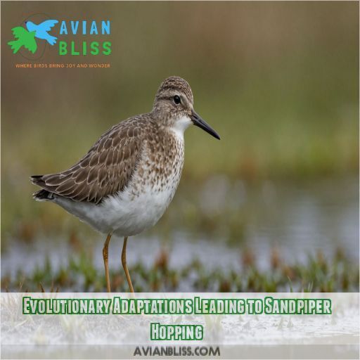 Evolutionary Adaptations Leading to Sandpiper Hopping