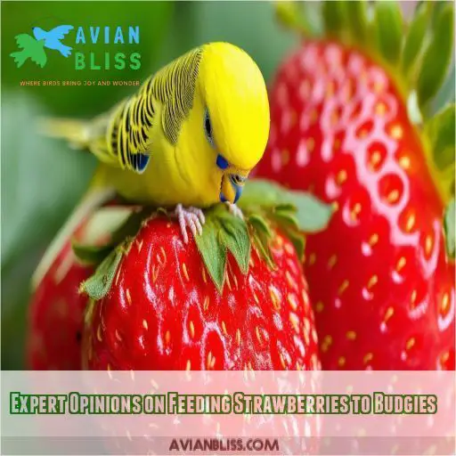 Expert Opinions on Feeding Strawberries to Budgies