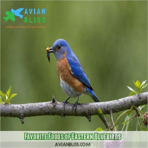 Favorite Foods of Eastern Bluebirds