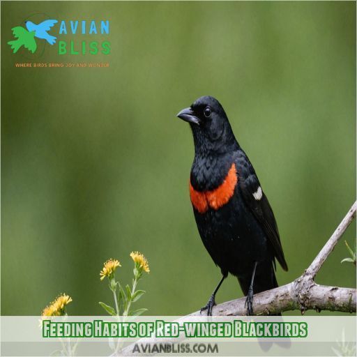 Feeding Habits of Red-winged Blackbirds