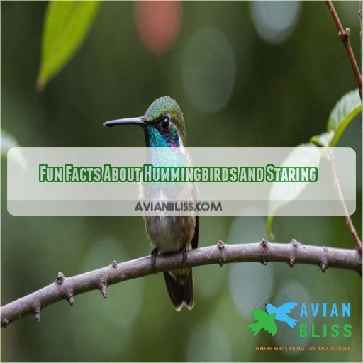 Fun Facts About Hummingbirds and Staring