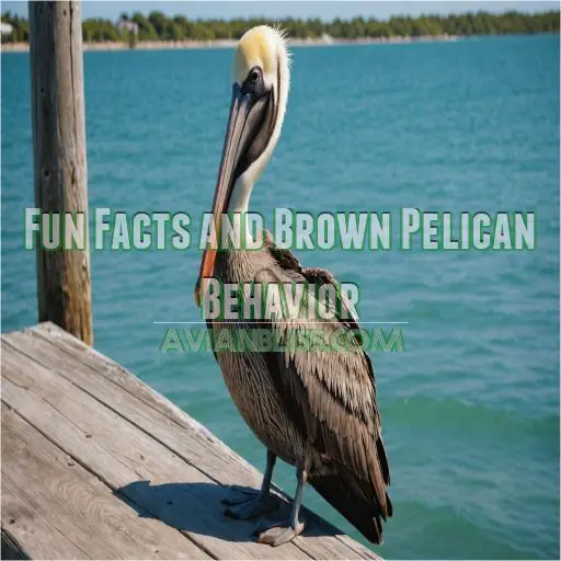 Fun Facts and Brown Pelican Behavior