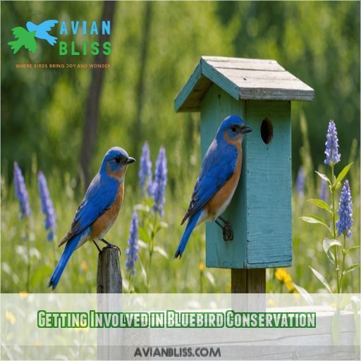 Getting Involved in Bluebird Conservation