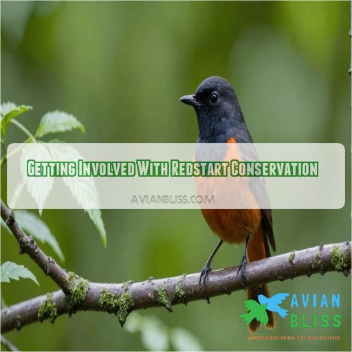 Getting Involved With Redstart Conservation