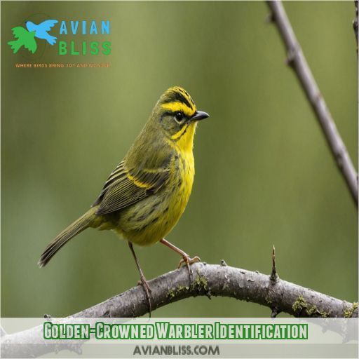 Golden-Crowned Warbler Identification