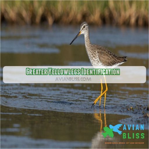 Greater Yellowlegs Identification