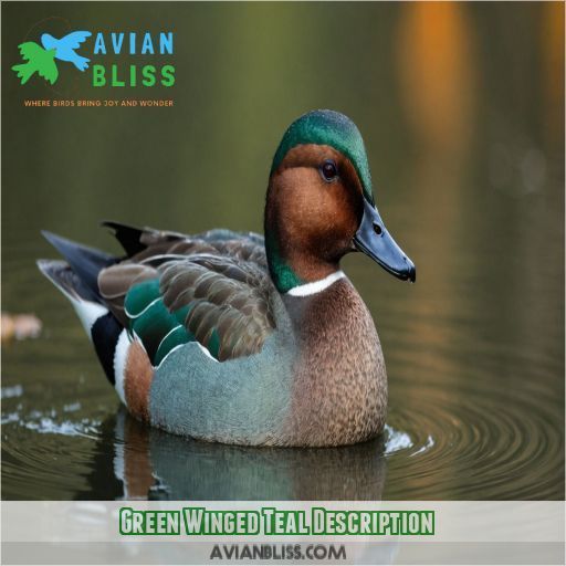 Green Winged Teal Description