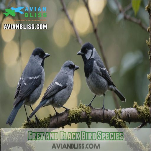 Grey and Black Bird Species