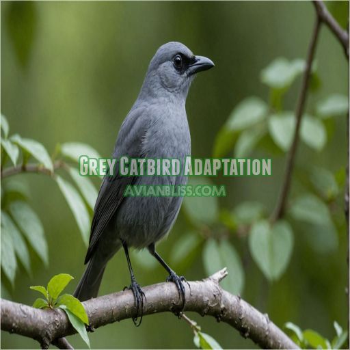 Grey Catbird Adaptation