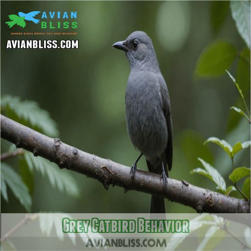 Grey Catbird Behavior