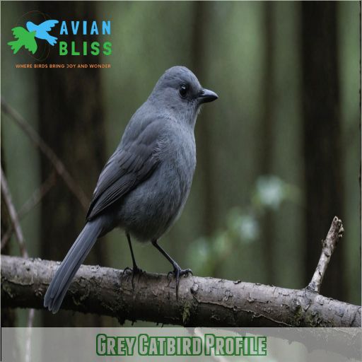 Grey Catbird Profile