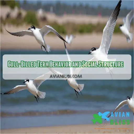 Gull-Billed Tern Behavior and Social Structure