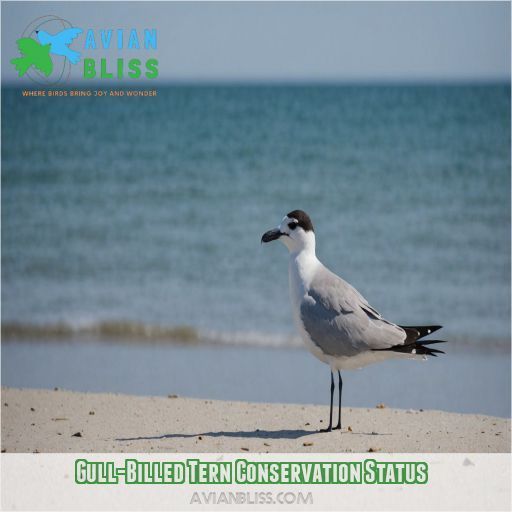 Gull-Billed Tern Conservation Status