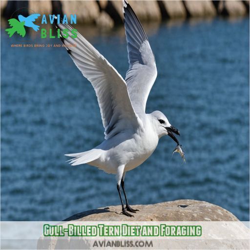 Gull-Billed Tern Diet and Foraging