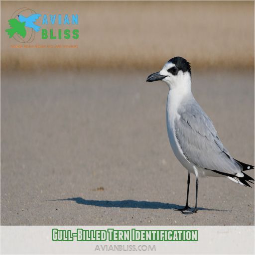 Gull-Billed Tern Identification