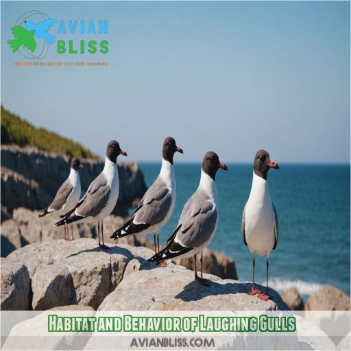 Habitat and Behavior of Laughing Gulls