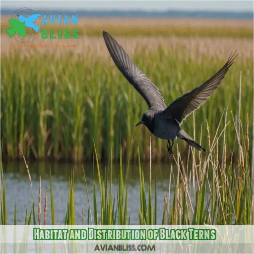 Habitat and Distribution of Black Terns