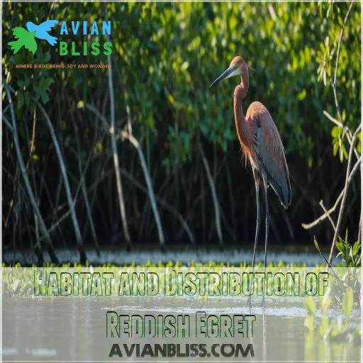 Habitat and Distribution of Reddish Egret