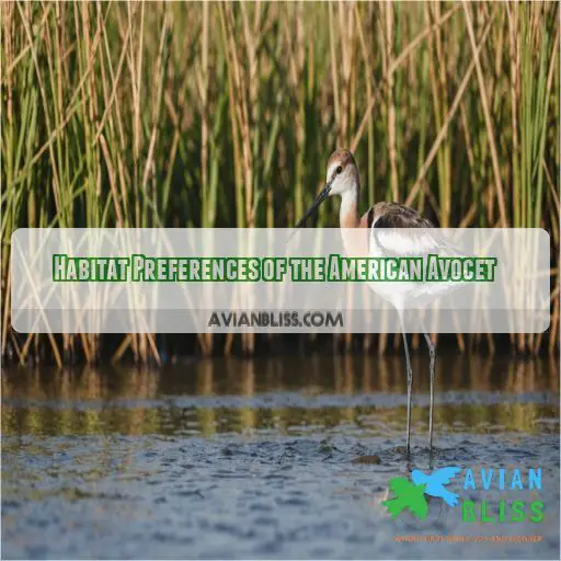 Habitat Preferences of the American Avocet