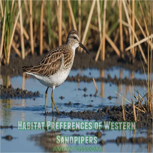 Habitat Preferences of Western Sandpipers