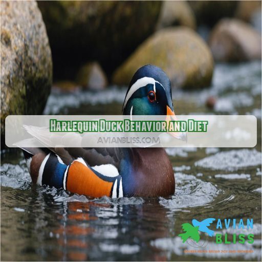 Harlequin Duck Behavior and Diet