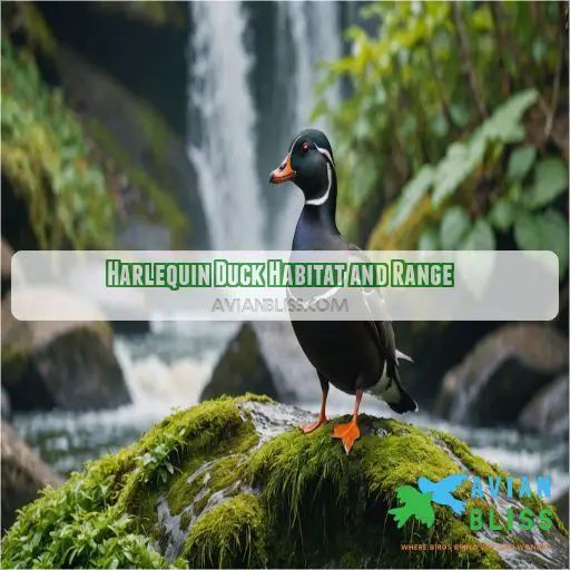 Harlequin Duck Habitat and Range