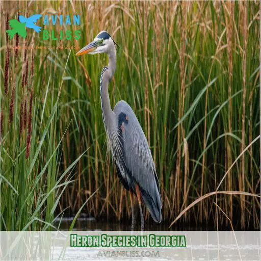 Heron Species in Georgia