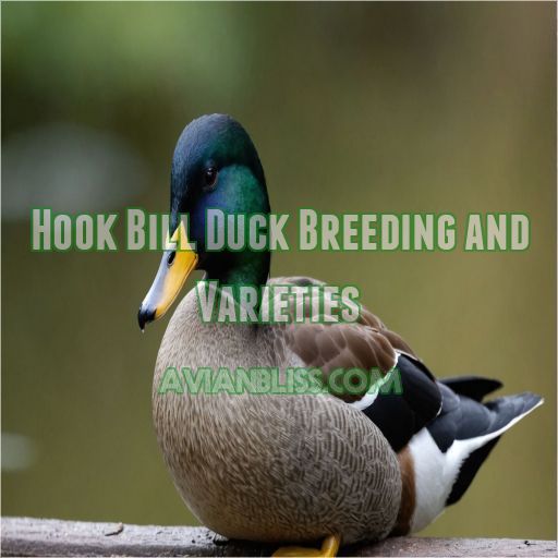 Hook Bill Duck Breeding and Varieties