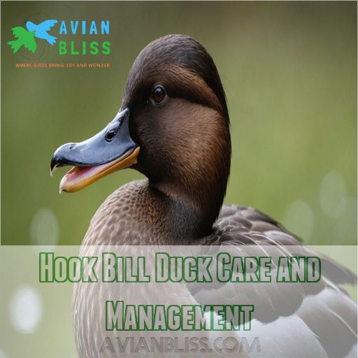 Hook Bill Duck Care and Management