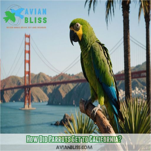 How Did Parrots Get to California