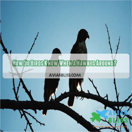 How Do Birds Know When a Hawk is Around