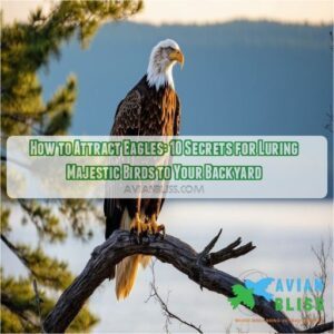 how to attract eagles