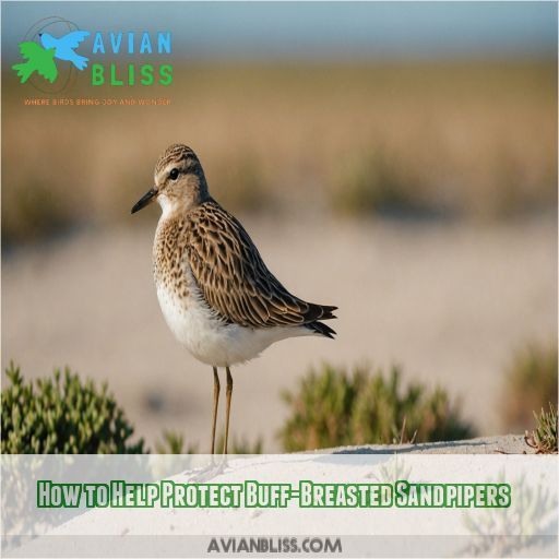 How to Help Protect Buff-Breasted Sandpipers