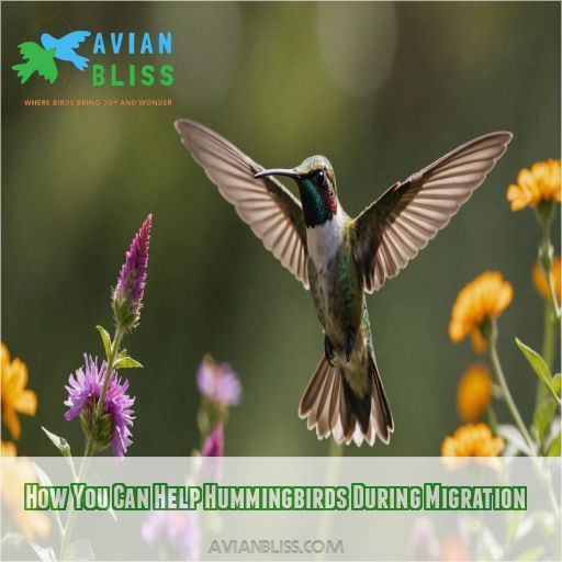 How You Can Help Hummingbirds During Migration