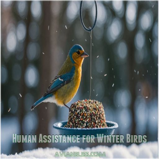 Human Assistance for Winter Birds