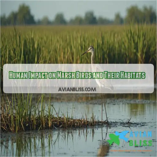 Human Impact on Marsh Birds and Their Habitats