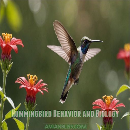 Hummingbird Behavior and Biology