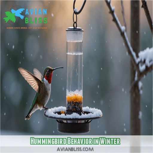 Hummingbird Behavior in Winter