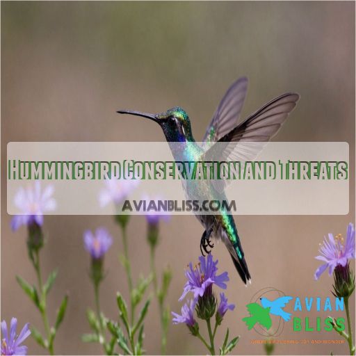 Hummingbird Conservation and Threats