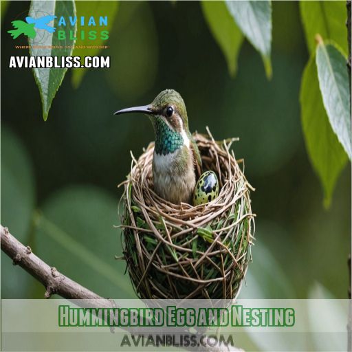 Hummingbird Egg and Nesting