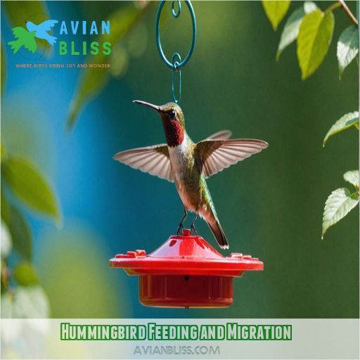 Hummingbird Feeding and Migration