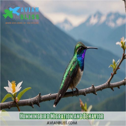 Hummingbird Migration and Behavior