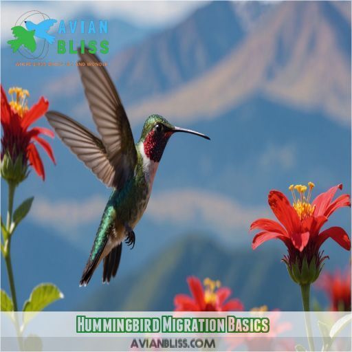 Hummingbird Migration Basics