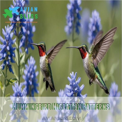 Hummingbird Migration Patterns