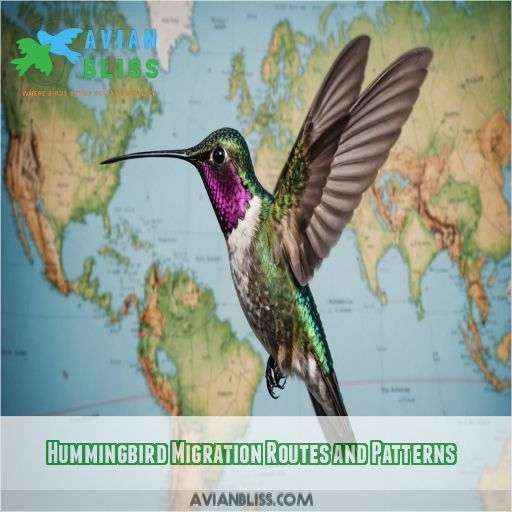 Hummingbird Migration Routes and Patterns